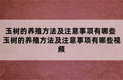 玉树的养殖方法及注意事项有哪些 玉树的养殖方法及注意事项有哪些视频